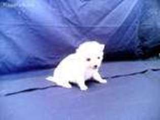 American Eskimo Dog Puppy for sale in Verona, MO, USA