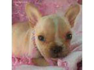 French Bulldog Puppy for sale in Big Prairie, OH, USA
