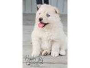 Mutt Puppy for sale in Etna Green, IN, USA