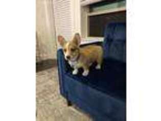 Pembroke Welsh Corgi Puppy for sale in Dallas, TX, USA