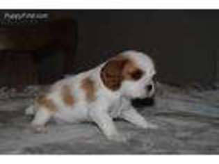 Cavalier King Charles Spaniel Puppy for sale in Benton, KY, USA