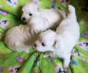 Maltese Puppy for sale in Annapolis, MD, USA