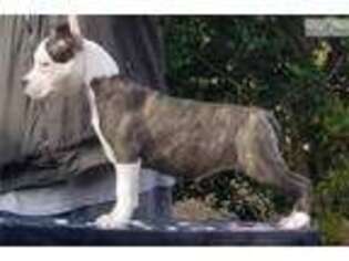 American Staffordshire Terrier Puppy for sale in Atlanta, GA, USA