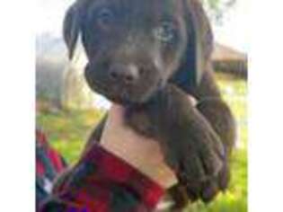 Labrador Retriever Puppy for sale in Foster, RI, USA