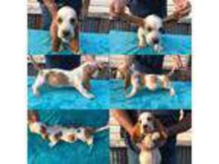 Basset Hound Puppy for sale in Saucier, MS, USA