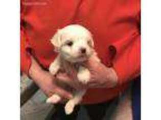 Maltese Puppy for sale in Concord, NC, USA
