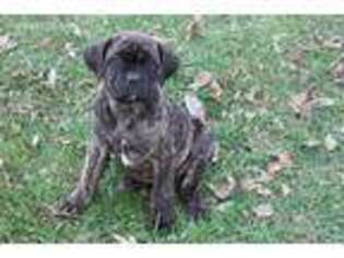 Medium Photo #1 Cane Corso Puppy For Sale in Womelsdorf, PA, USA