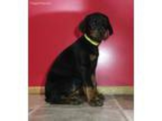 Doberman Pinscher Puppy for sale in Wentworth, MO, USA