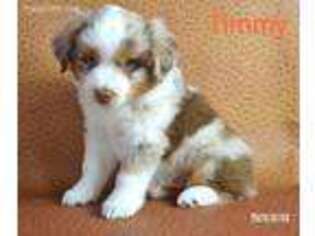 Miniature Australian Shepherd Puppy for sale in Lapeer, MI, USA