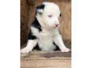 Siberian Husky Puppy for sale in Woodland Park, CO, USA