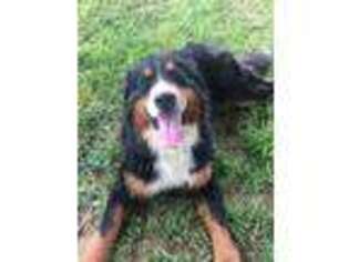 Bernese Mountain Dog Puppy for sale in Munfordville, KY, USA