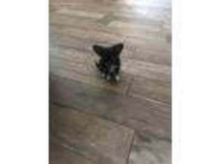Chihuahua Puppy for sale in Plant City, FL, USA