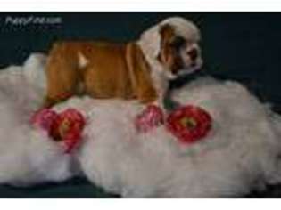 Bulldog Puppy for sale in Niangua, MO, USA