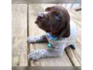 German Shorthaired Pointer Puppy for sale in Port Deposit, MD, USA