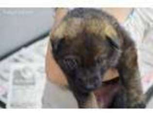 German Shepherd Dog Puppy for sale in Montague, MI, USA