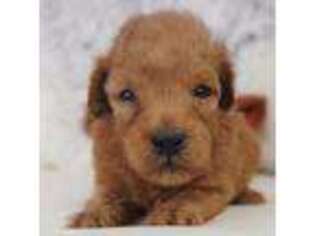 Mutt Puppy for sale in Moravia, IA, USA