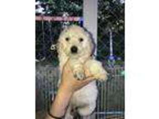 Goldendoodle Puppy for sale in Gig Harbor, WA, USA