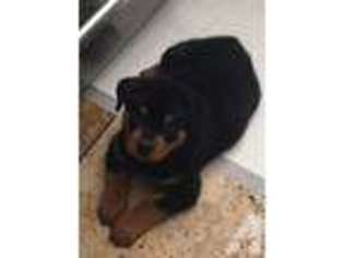 Rottweiler Puppy for sale in NOGALES, AZ, USA