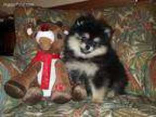 Pomeranian Puppy for sale in Boone, NC, USA