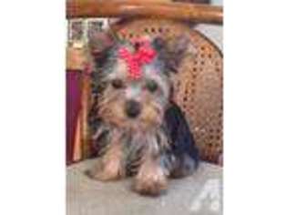 Yorkshire Terrier Puppy for sale in DARRINGTON, WA, USA