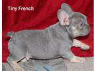 French Bulldog Puppy for sale in O Brien, FL, USA