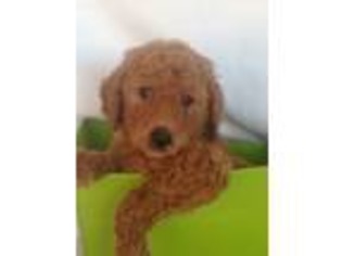Labradoodle Puppy for sale in White Lake, MI, USA