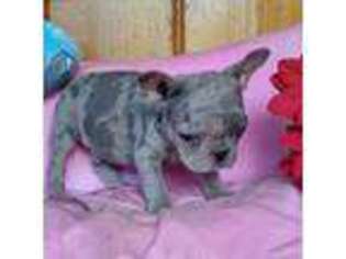 French Bulldog Puppy for sale in Pine Bush, NY, USA