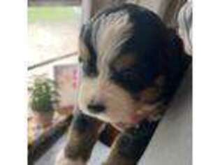 Bernese Mountain Dog Puppy for sale in Taylor, TX, USA