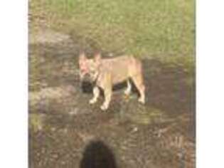 French Bulldog Puppy for sale in Ariton, AL, USA