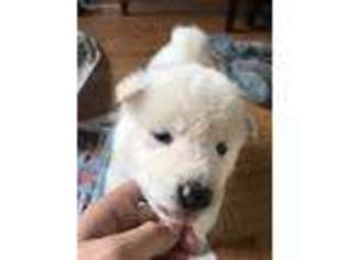 Akita Puppy for sale in Des Plaines, IL, USA
