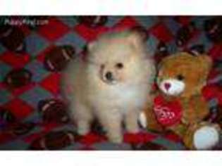 Pomeranian Puppy for sale in Fort Mill, SC, USA