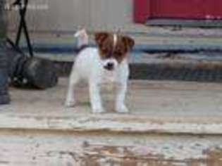 Jack Russell Terrier Puppy for sale in Anza, CA, USA