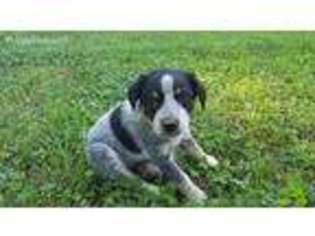 Australian Cattle Dog Puppy for sale in Chester, IL, USA