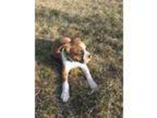 Boxer Puppy for sale in Ronks, PA, USA