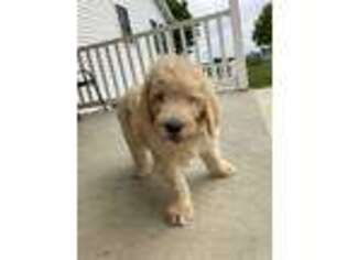 Labradoodle Puppy for sale in Woodburn, IN, USA