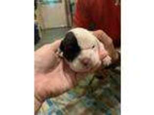 Olde English Bulldogge Puppy for sale in Rochester, IN, USA
