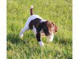 German Shorthaired Pointer Puppy for sale in Stewartville, MN, USA