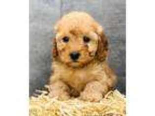 Goldendoodle Puppy for sale in Loudonville, OH, USA