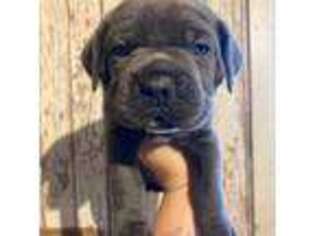 Cane Corso Puppy for sale in Oxford, KS, USA