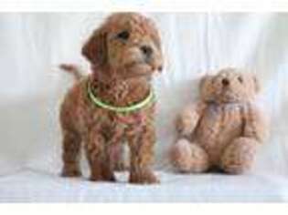 Goldendoodle Puppy for sale in Farmersville, TX, USA