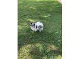 Pomeranian Puppy for sale in Marion, IL, USA