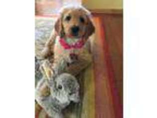 Labradoodle Puppy for sale in Spearfish, SD, USA