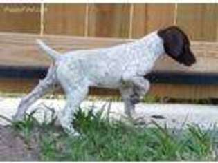 German Shorthaired Pointer Puppy for sale in Hidalgo, TX, USA