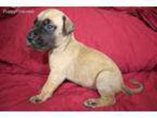 Great Dane Puppy for sale in Loxahatchee, FL, USA