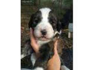 Mutt Puppy for sale in Twinsburg, OH, USA