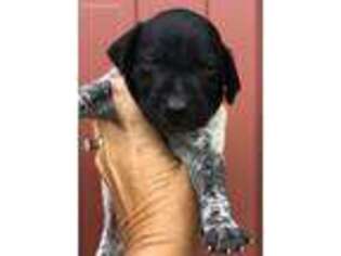 German Shorthaired Pointer Puppy for sale in Notasulga, AL, USA