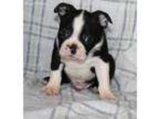 Boston Terrier Puppy for sale in Ronks, PA, USA