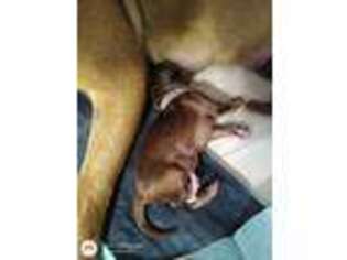 Labradoodle Puppy for sale in Gordonsville, VA, USA