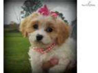 Cavachon Puppy for sale in Pittsburgh, PA, USA