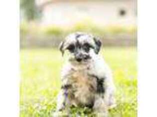 Mutt Puppy for sale in Los Angeles, CA, USA